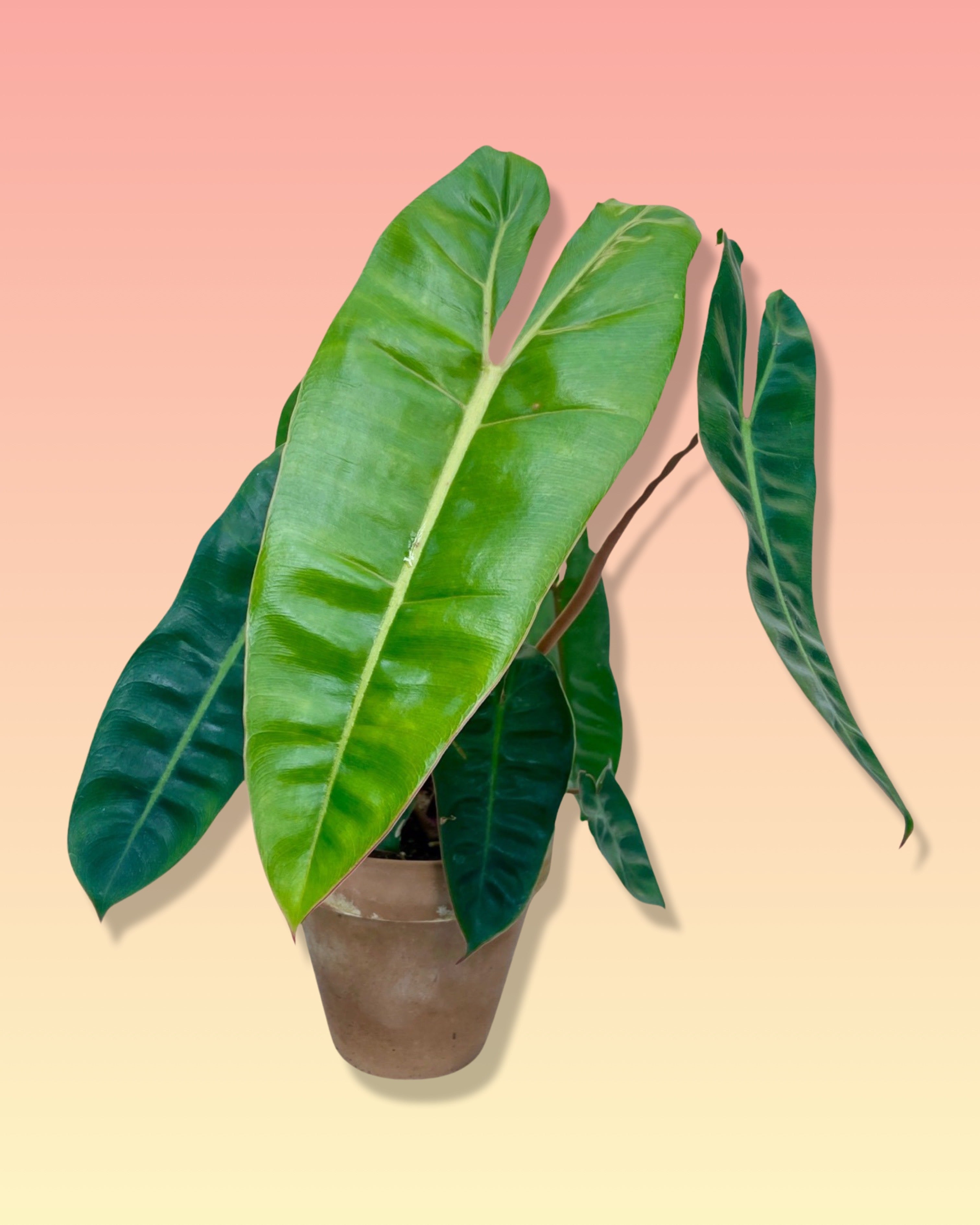 Pof］Philodendron Billietiae フィロデンドロン・ビレッティア 観葉植物